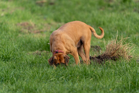 11-10-2025 Dyr - Hund. Dog digging in the ground