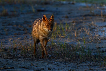 European jackal // Europäischer Goldschakal (Canis aureus moreoticus)
