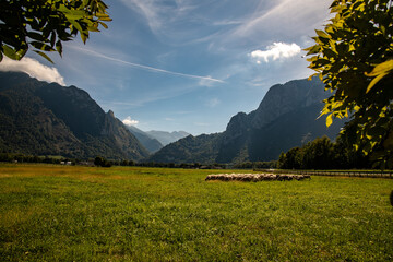 Schafherde am Fusse der Pyren&auml;en