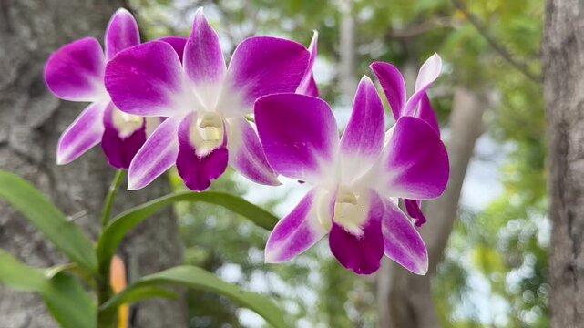Dendrobium  flower  beautiful