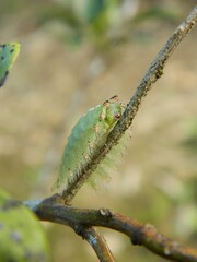 insect on the branch