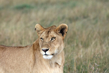 Closeup of a Lioness in early evening light, Masai Mara Kenya Africa
