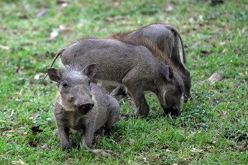 Closeup of a Warthog piglet, Masai Mara Kenya Africa
