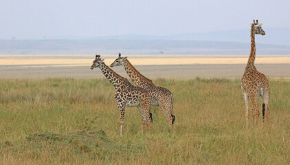 Three Masai Giraffes in early evening, Masai Mara Kenya Africa