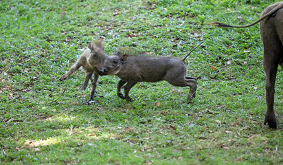 Warthog piglets playing, Masai Mara Kenya Africa
