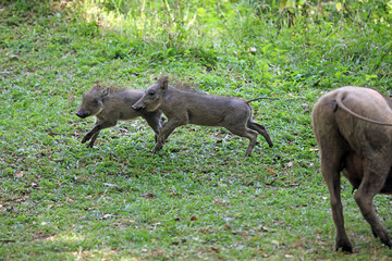 Warthog piglets running, Masai Mara Kenya Africa
