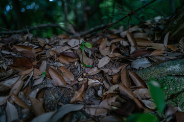 秋の気配を感じる落ち葉の絨毯、自然が描く落ち葉のテクスチャ