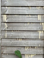 Closeup of aged wooden fence with horizontal planks, visible paint droplets and a single green leaf. Natural grain makes it excellent for texture for design, craft, and architectural projects.