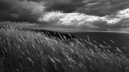 Black and white coastal landscape with tall grass and dramatic sky
