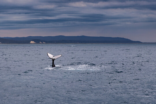 humpback whale tail fluke in Moreton Bay on a cloudy day