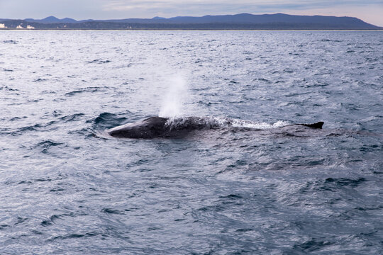 humpback whale taking a breath near Moreton Island