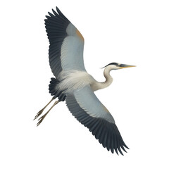 Grey Heron Bird, Pastel Isolated Flying Bird Illustration  Elegant Water Bird Art for Nature Decor and Wildlife Design