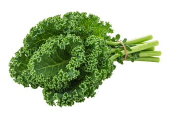 Isolated fresh curly kale leaves with stems tied together by string in a bunch