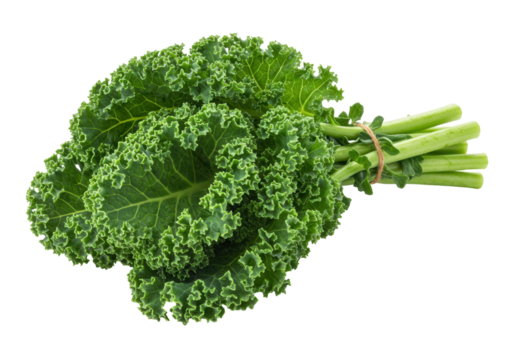 Isolated fresh curly kale leaves with stems tied together by string in a bunch