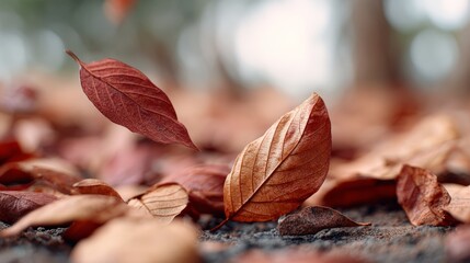 Red autumn leaves drifting and settling on the ground, forming a stunning seasonal display. The blurred background enhances the vibrant colors and tranquil atmosphere of nature's beauty