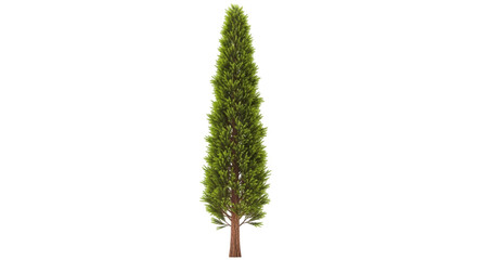 Isolated Evergreen Tree, Italian Cypress Tree, Ornamental Plant for Exterior Landscaping