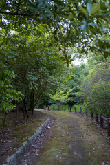 Obraz premium 秋の公園に続く苔むした小道１