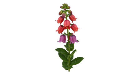 Isolated bellflower flower, coral bells plant, close-up shot showing the details, stem and leaves