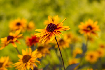 rudbeckia flowers in the garden - soft focus