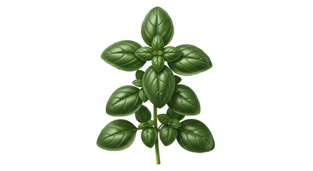 Isolated basil plant, healthy fresh aromatic herb, green leaves in a bundle, plant art, food