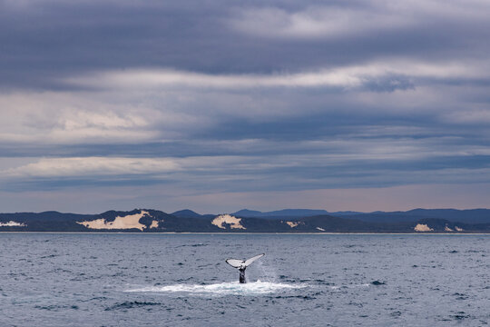 humpback whale tail fluke in front of Moreton Island