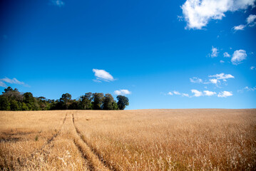 Flax Plantation (Linum usitatissimum).