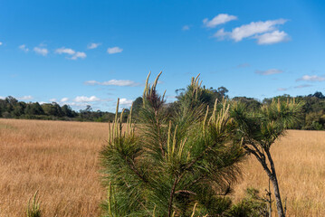 Pine Seedlings (Pinus elliottii).
