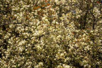Delicate white blossoms of the Surinam cherry tree (Eugenia uniflora) blooming in the vibrant light of spring.