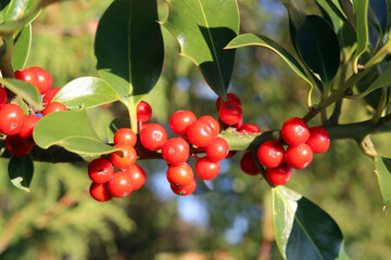 Stechpalme mit roten Beeren