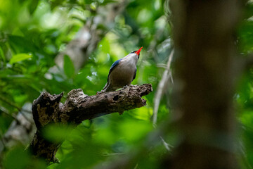 A small, vibrant blue bird with a red beak, identified as a Velvet-fronted Nuthatch, perches on a bare branch amidst lush green foliage in a forest.