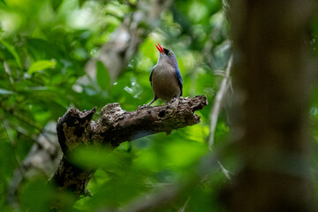 A small, vibrant blue bird with a red beak, identified as a Velvet-fronted Nuthatch. A small, vibrant blue bird with a red beak, identified as a Velvet-fronted Nuthatch.