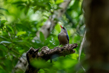 A small, vibrant blue bird with a red beak, identified as a Velvet-fronted Nuthatch. A small, vibrant blue bird with a red beak, identified as a Velvet-fronted Nuthatch.