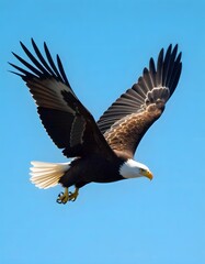 Obraz premium A magnificent American bald eagle soars high in the blue sky, wings spread in powerful flight as the ultimate symbol of wildlife freedom