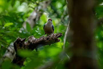 A small, vibrant blue bird with a red beak, identified as a Velvet-fronted Nuthatch, perches on a bare branch amidst lush green foliage in a forest.