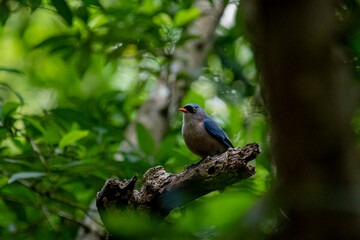 A small, vibrant blue bird with a red beak, identified as a Velvet-fronted Nuthatch, perches on a bare branch amidst lush green foliage in a forest.