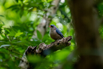 A small, vibrant blue bird with a red beak, identified as a Velvet-fronted Nuthatch, perches on a bare branch amidst lush green foliage in a forest.