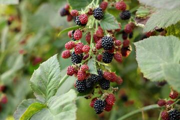 Bush with ripe and unripe blackberries in garden, closeup