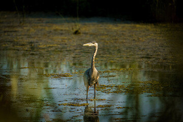 Great Blue Heron