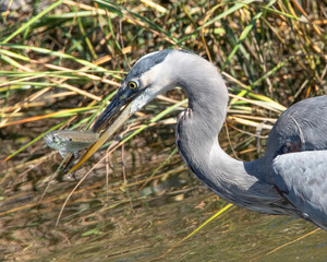 Great Blue Heron eating a fish along the Mattapoisett Rail Trail, southeastern Massachusetts