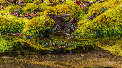 Fototapete bei efototapeten.de bestellen   