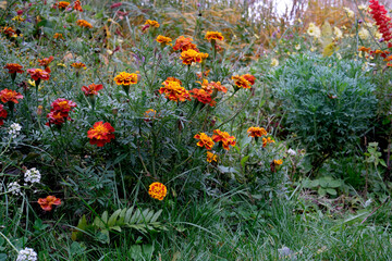 Colorful marigold blooms brighten a vibrant garden scene in autumn