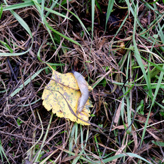 Slug resting on a yellow leaf amid autumn grass