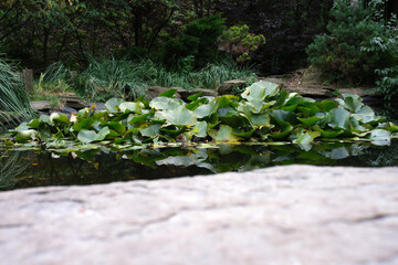 Tranquil pond scene with lily pads reflecting serene nature