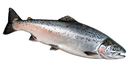 Naklejka premium Whole Fresh Trout or Salmon Fish Isolated on Gray