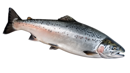 Whole Fresh Trout or Salmon Fish Isolated on Gray

