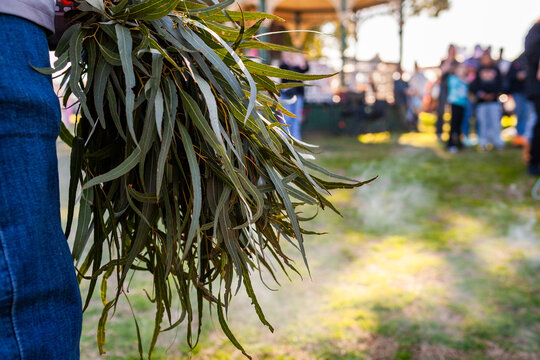 Eucalyptus gum leaves for smoking welcome ceremony at NAIDOC Week event