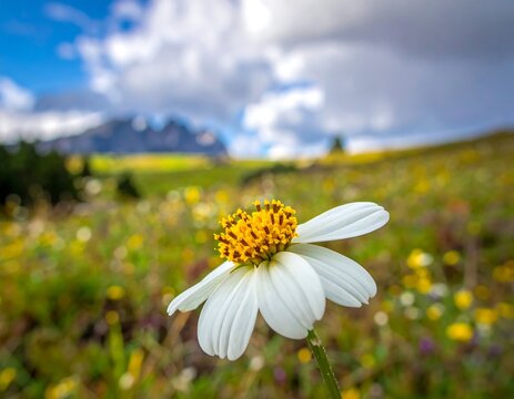 Close-up of white flower with yellow center, mountain background - Powered by Adobe