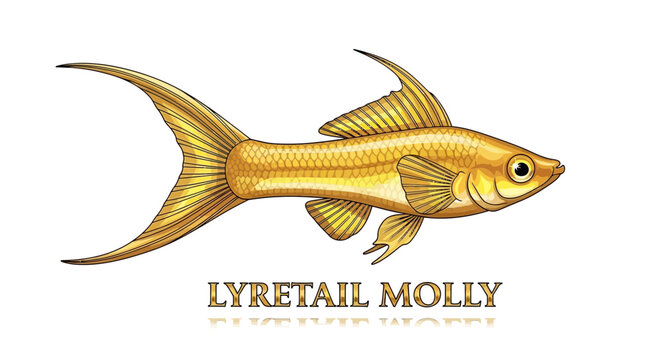 Molly Fish Graphics