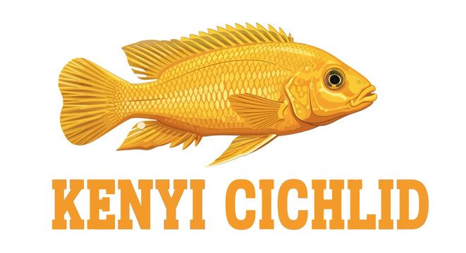 Golden Kenyi Cichlid Fish Illustration with Text