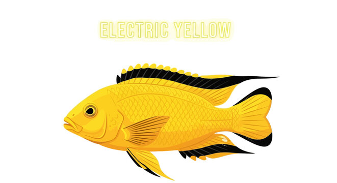 Vivid Yellow Electric Cichlid Fish Illustration on White Background